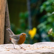 A Robin with some food in it's beak