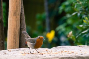 A Robin with some food in it's beak