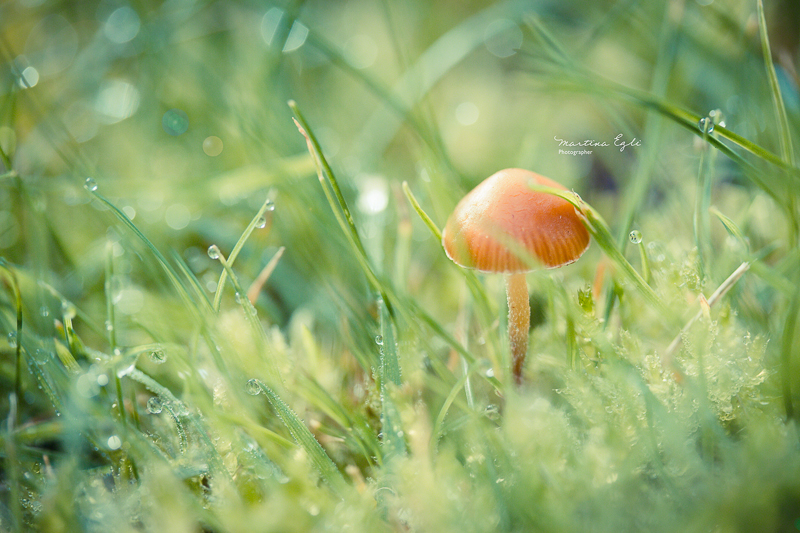 A small fungus and grass with dew.