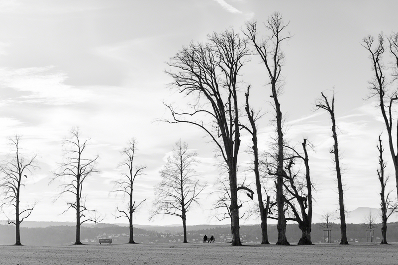 Two people on a bench in a park with huge trees in black and white.