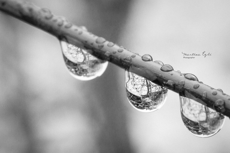 Water drop on a branch