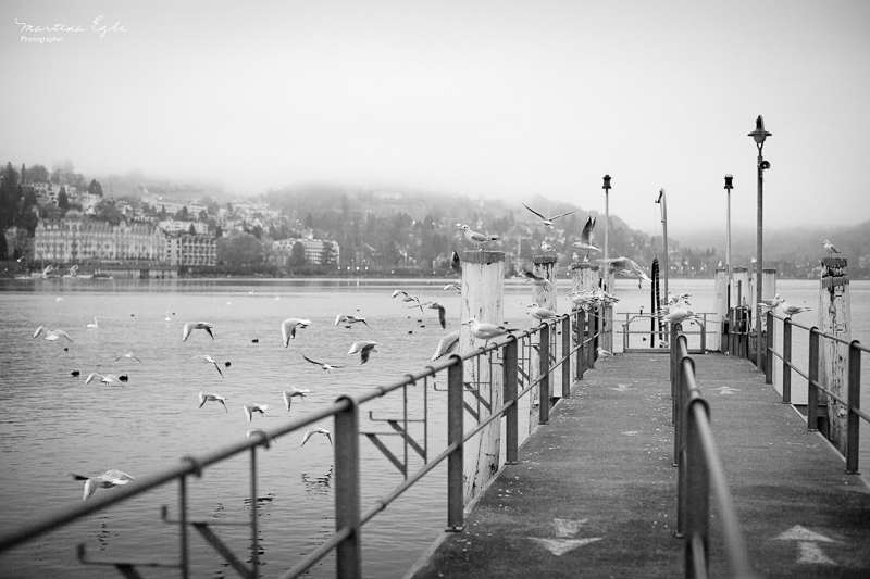 Pigeons flying off a jetty at lake Lucerne