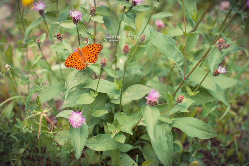 An orange coloured butterfly in a meadow.