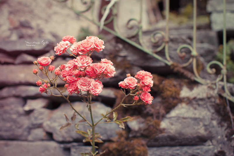 Wild roses in front of a stone wall.