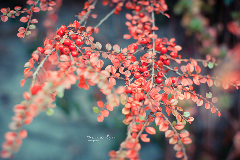 Red berries and tiny red leaves on a branch in autumn.