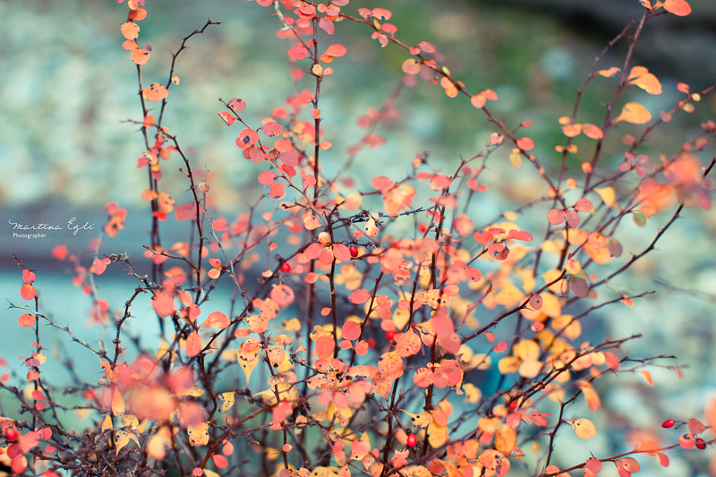 A bush covered in vibrant red and yellow leaves.