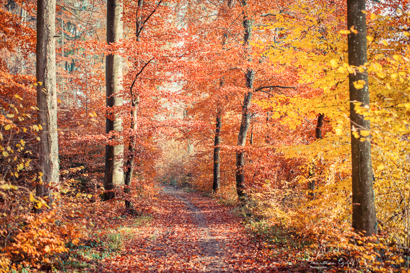 A path leading into a colourful autumn forest.