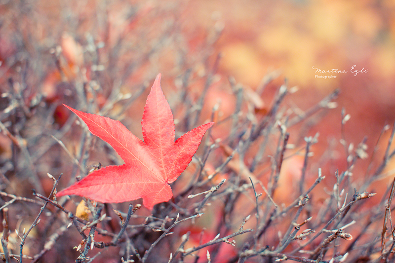 A striking red maple leaf in autumn.