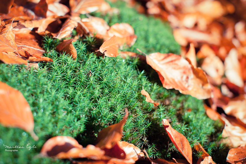 Moss and leaves on the forest floor in autumn.