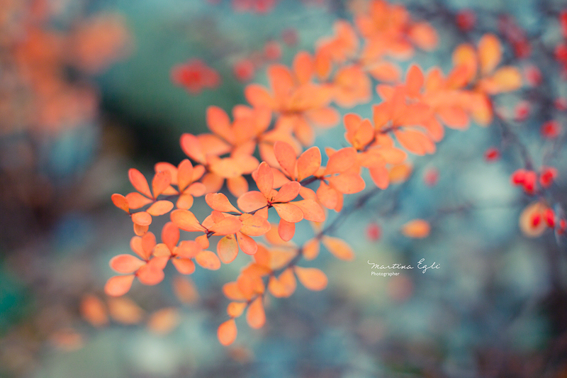 Orange leaves in autumn.