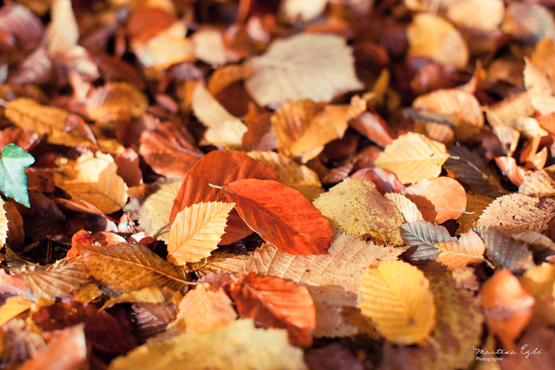 Fallen leaves on the forest floor in autumn.