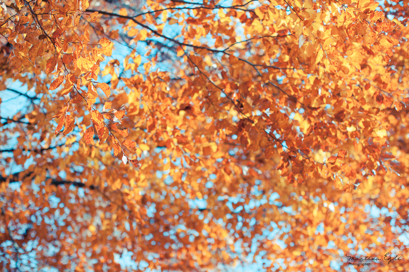 A canopy of orange beech leaves against a blue sky in autumn.